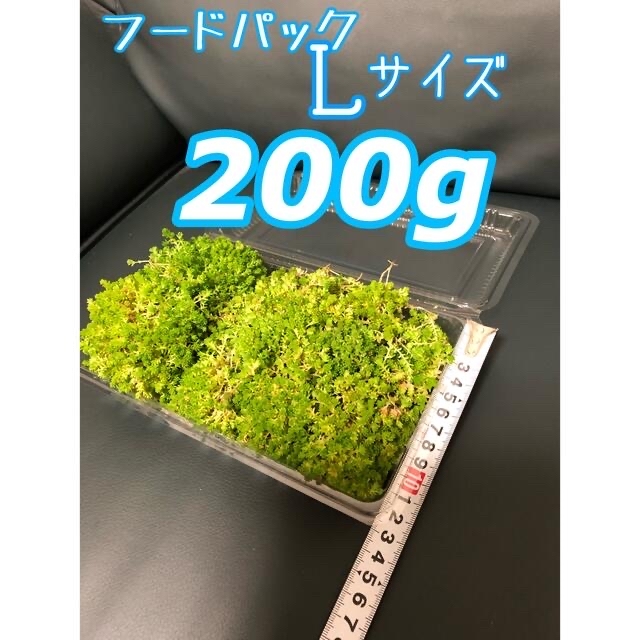 ルビーネックレス50g セダム200g セット ハンドメイドのフラワー/ガーデン(その他)の商品写真