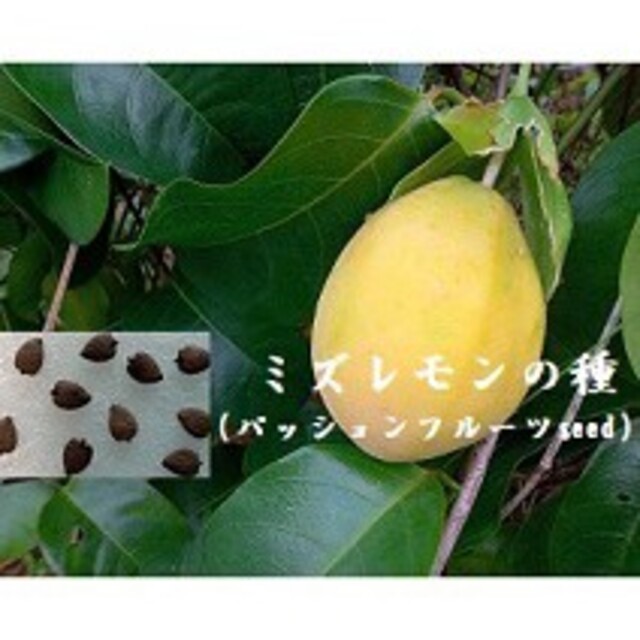 T0716 ミズレモンの種20粒 熱帯果樹たね　パッションフルーツ　緑のカーテン 食品/飲料/酒の食品(フルーツ)の商品写真