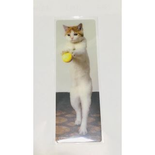 ブックマーク　猫　写真　プラスチック製(しおり/ステッカー)