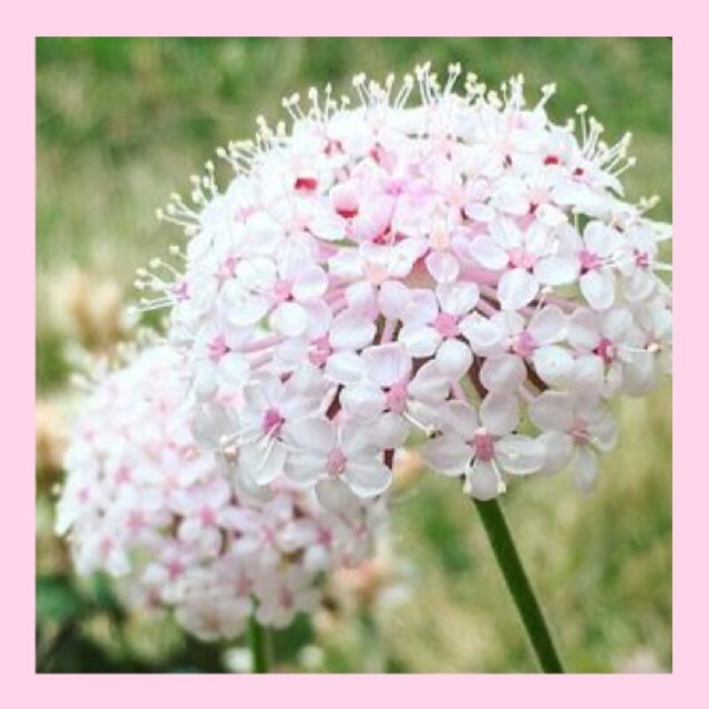 育て方付き❀切り花や花材にも人気の*ピンクレースフラワー*花の種 ハンドメイドのフラワー/ガーデン(その他)の商品写真