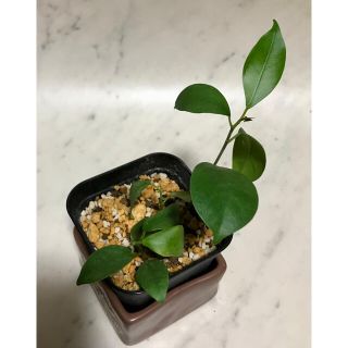ガジュマル　カジュマル　抜き苗　2本(その他)