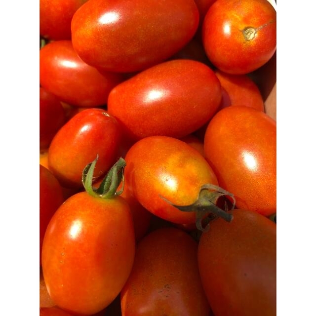 ⭐︎無農薬⭐︎ ミニトマト（アイコ） 食品/飲料/酒の食品(野菜)の商品写真