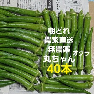 【無農薬】朝どれ新鮮丸オクラ40本☆(野菜)