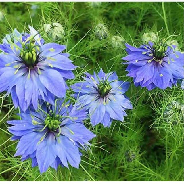 772   ニゲラ　青花　種約300粒 ハンドメイドのフラワー/ガーデン(ドライフラワー)の商品写真