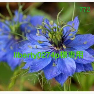 772   ニゲラ　青花　種約300粒(ドライフラワー)