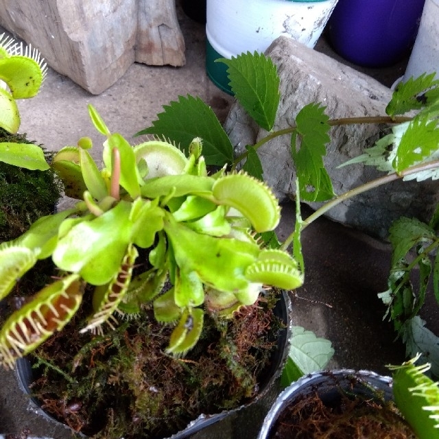 ハエトリソウ　食虫植物　ハエトリグサ　１株 ハンドメイドのフラワー/ガーデン(その他)の商品写真