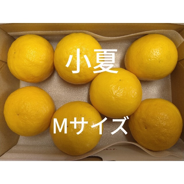 温室小夏 Mサイズ 7玉 高知県産 ゆうパケットプラス 食品/飲料/酒の食品(フルーツ)の商品写真