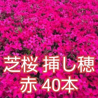 芝桜 挿し穂 赤40本(その他)