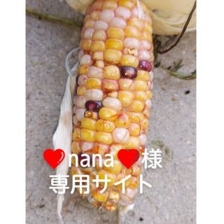 ❤nana❤様専用サイト(ドライフラワー)