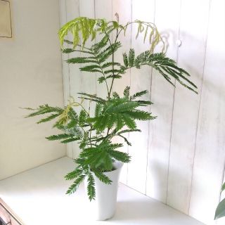 ann様専用❗①エバーフレッシュ❗️高さ◎！樹形綺麗❗ボリューム◎！観葉植物(プランター)