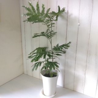 ②エバーフレッシュ❗️高さ◎！樹形綺麗❗ボリューム◎！可愛い涼しげ観葉植物(プランター)