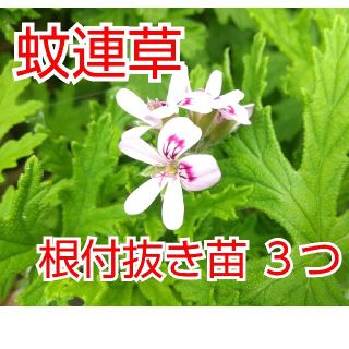 蚊連草(蚊嫌草) 抜き苗 ３つ(その他)