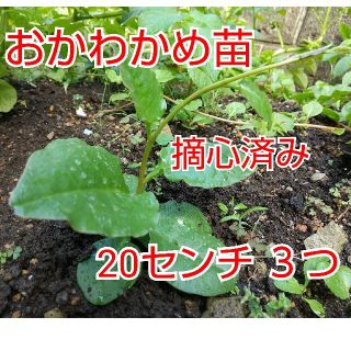 おかわかめ 大苗 抜き苗 摘心済み 3つ(野菜)