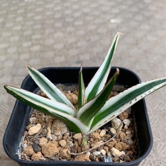 多肉植物 アガベ 氷山➂ 美株 抜き苗 - その他