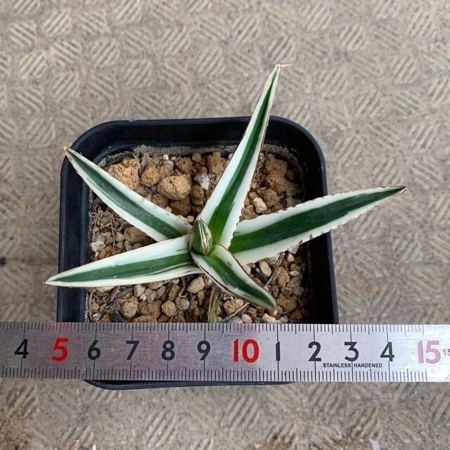 多肉植物 アガベ 氷山➂ 美株 抜き苗 - その他