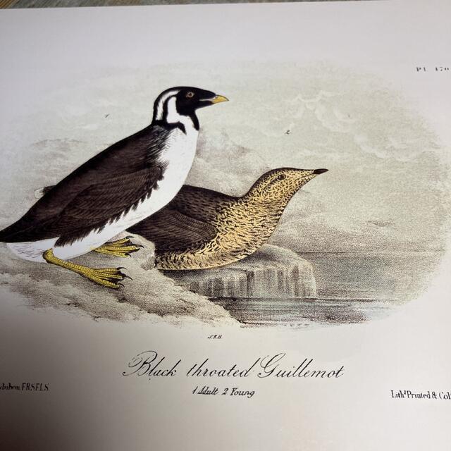 オーデュボン　北アメリカの鳥達 エンタメ/ホビーの本(洋書)の商品写真