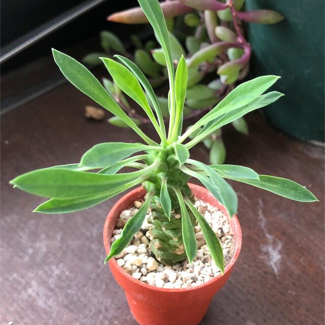 多肉植物^o^ シャンパンライム錦 小苗