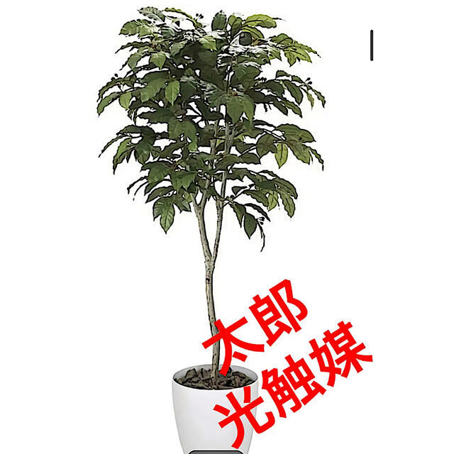 光触媒 人工観葉植物 ウォールグリーン フェイクグリーン コーヒーの木