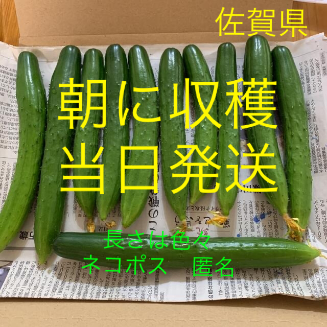 きゅうり 食品/飲料/酒の食品(野菜)の商品写真