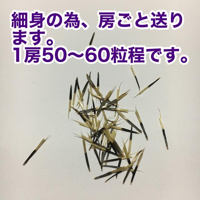 マリーゴールド★種子★無農薬★大量★コンパニオンプランツ★虫除け★オレンジ ハンドメイドのフラワー/ガーデン(プランター)の商品写真