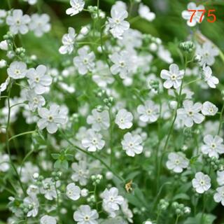 775  オンファロデス「リニフォリア」種100粒・かすみ草のような可愛い小花(ドライフラワー)