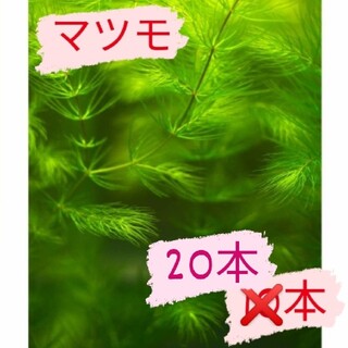 【1品限定】【増量】マツモ 20本(アクアリウム)