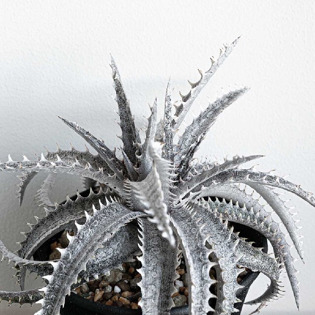 Dyckia Black ice ハンドメイドのフラワー/ガーデン(その他)の商品写真