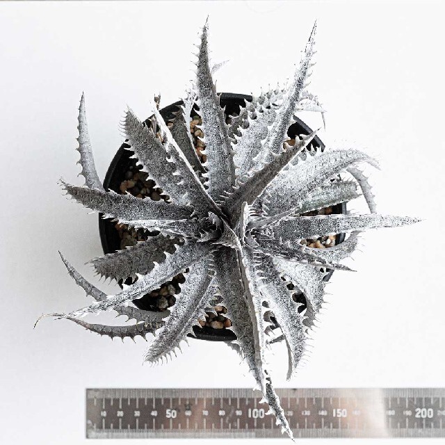 Dyckia Black ice ハンドメイドのフラワー/ガーデン(その他)の商品写真