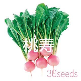 新登場！ レア！ ピンクのカブ 桃寿  種30粒(野菜)