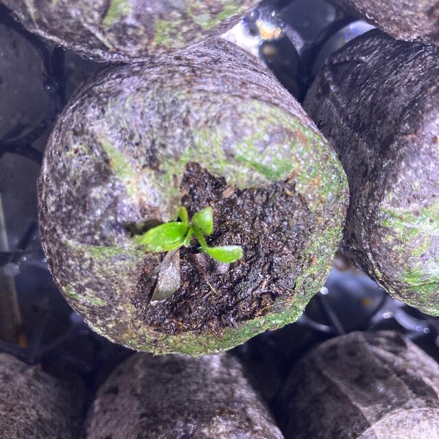 ☆マキモ様専用☆P.Willinckii 'Jade Girl' spore ☆マキモ様専用☆P.Willinckii 'Jade Girl' spore