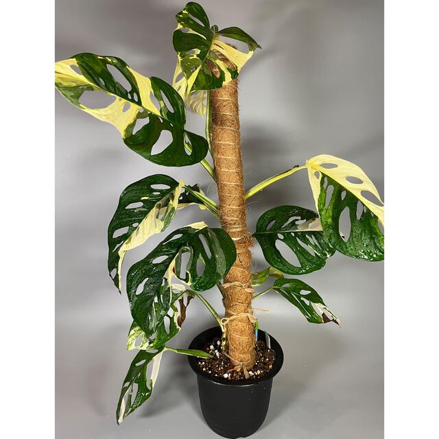 マドカズラ　斑入り　Monstera adansonii 10