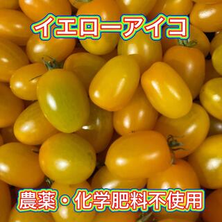 【綾善farm】農薬・化学肥料不使用のミニトマト（イエローアイコ）3kg【限定】(野菜)