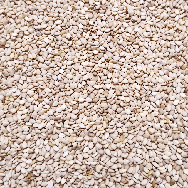 スプラウト種子 S-15 白ごま（セサミ） 10ml 約1,500粒 x 2袋 食品/飲料/酒の食品(野菜)の商品写真