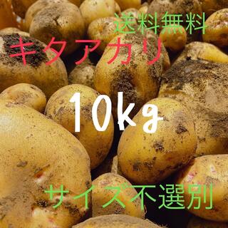 朝採れ 新じゃが キタアカリ サイズ不選別 じゃがいも 馬鈴薯 10kg(野菜)