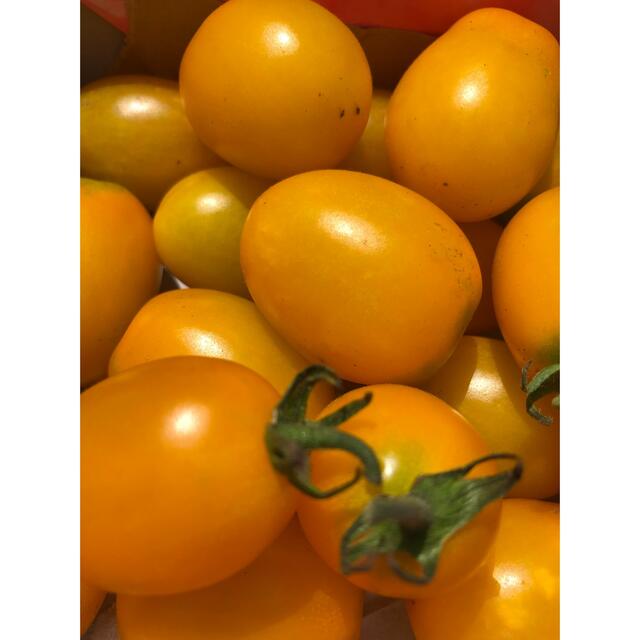 ⭐︎無農薬⭐︎ ミニトマト（アイコ） 食品/飲料/酒の食品(野菜)の商品写真