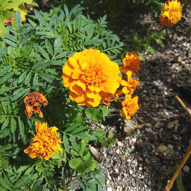 マリーゴールド　種　オレンジ系　約2g(1000粒くらい) ハンドメイドのフラワー/ガーデン(その他)の商品写真