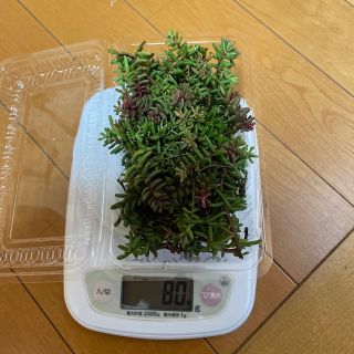 多肉植物　カット苗(ひーさん予約品)(その他)