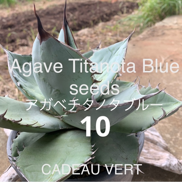 AgaveTitanotaBlue☆アガベチタノタブルー種子10粒＋1発芽確認済の通販 