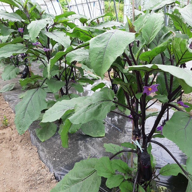 ☆季節のお野菜詰め合わせ☆ 食品/飲料/酒の食品(野菜)の商品写真