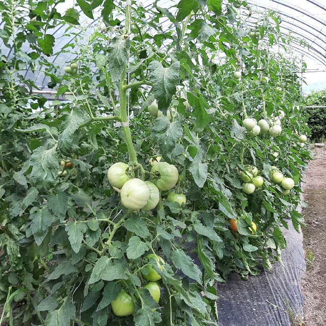 ☆季節のお野菜詰め合わせ☆ 食品/飲料/酒の食品(野菜)の商品写真