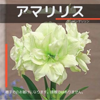 ネコポス　アマリリス No.16☆グリーンマリリン☆　種子8粒(その他)