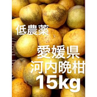 愛媛県産　低農薬　宇和ゴールド　河内晩柑　柑橘　15kg(フルーツ)