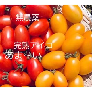 無農薬ミニトマト　アイコ　1㎏(野菜)