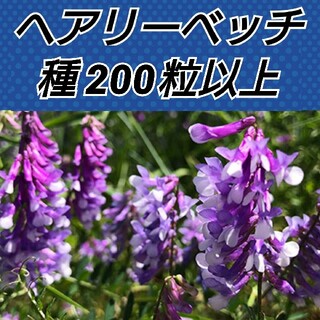 ヘアリーベッチ 花種200粒以上(プランター)