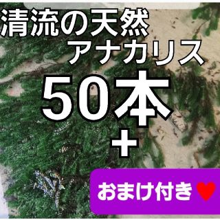 無農薬　水草セット　アナカリス50本　アマゾンフロッグピット　メダカ　水草(アクアリウム)
