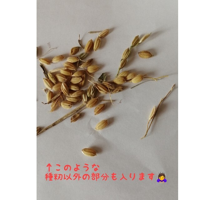 【お家で田んぼ体験】お米の種　種籾　自然農　コシヒカリ　はざかけ米　バケツ稲に◎ 食品/飲料/酒の食品(米/穀物)の商品写真