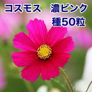 コスモス★秋桜★濃ピンク★種★50粒(その他)