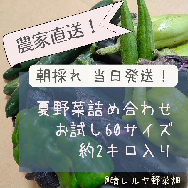 農家直売！夏野菜詰め合わせ60サイズ