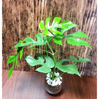 No.2 ヒメモンステラ 観葉植物 ハイドロカルチャー(プランター)