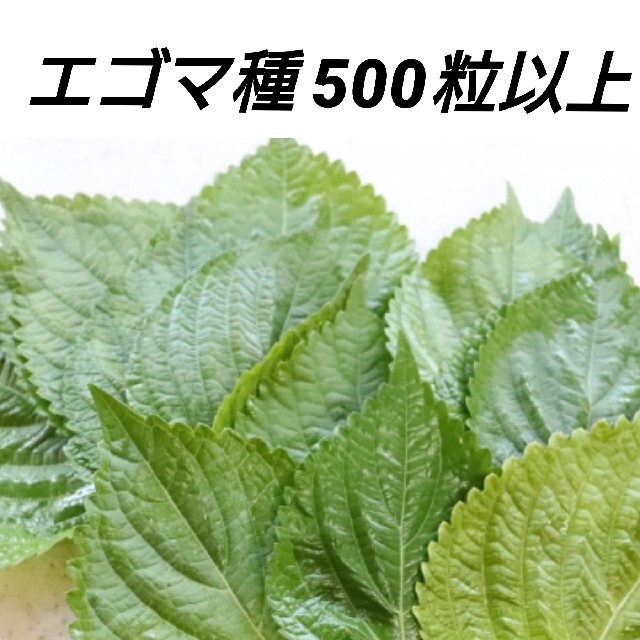 エゴマ黒種 200→500粒以上【固定種】 ハンドメイドのフラワー/ガーデン(プランター)の商品写真